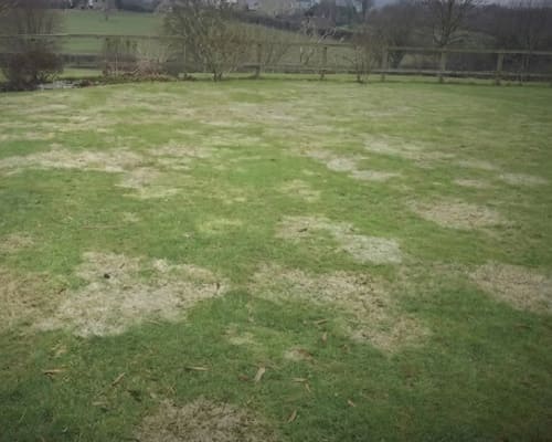 Whitchurch Lawn Disease Diagnosis