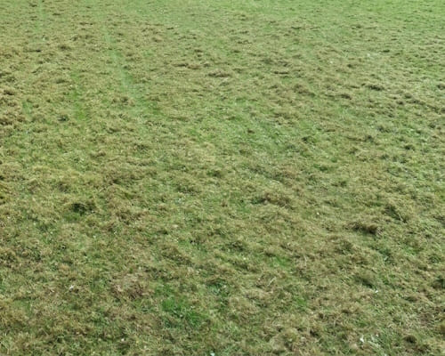  Lawn Treatments