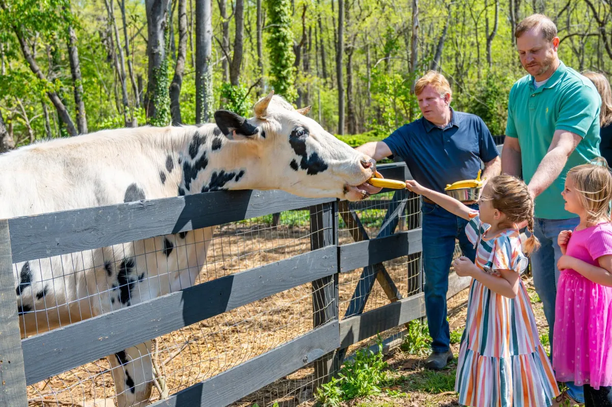 cow at a farm in bedford