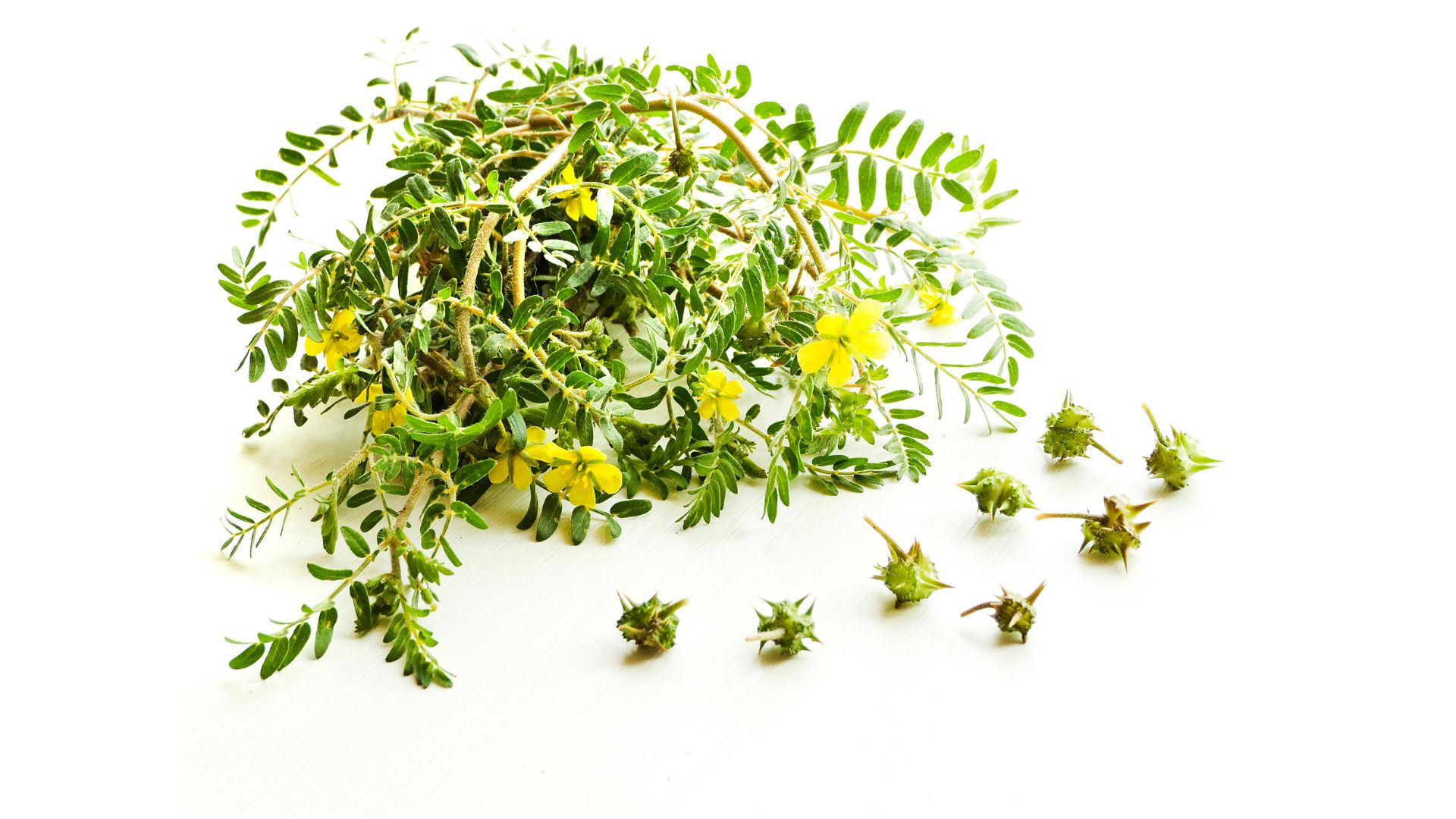 green plant on brown soil