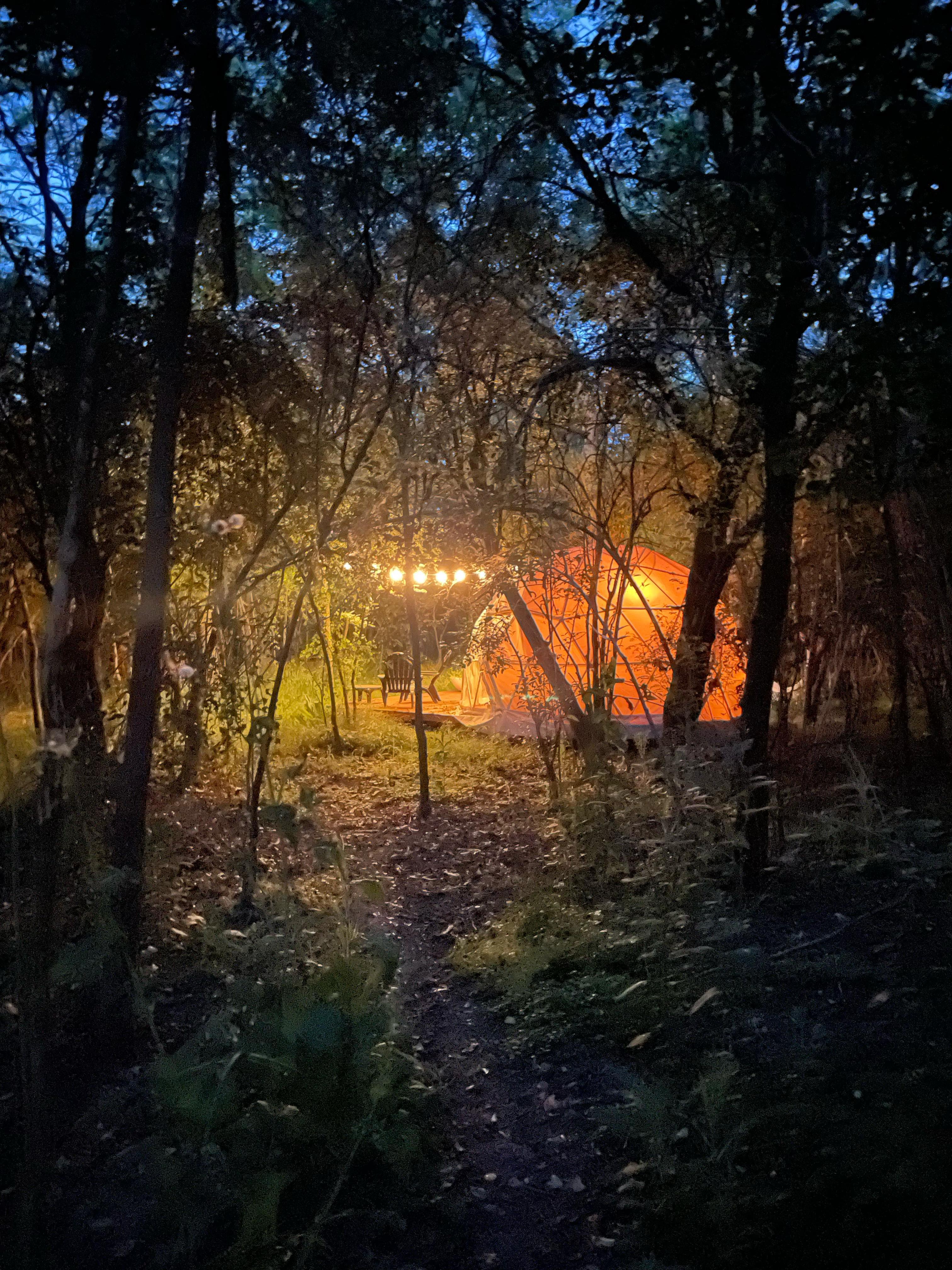 selective focus photography of white petaled flowers during daytime