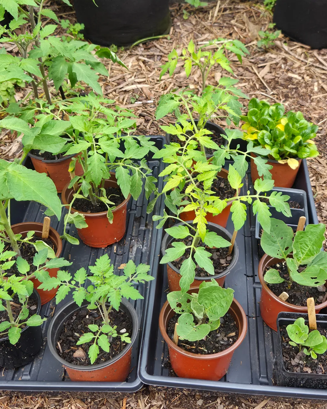 three plants in pot