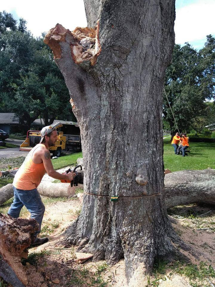 Tree Services Seminole County