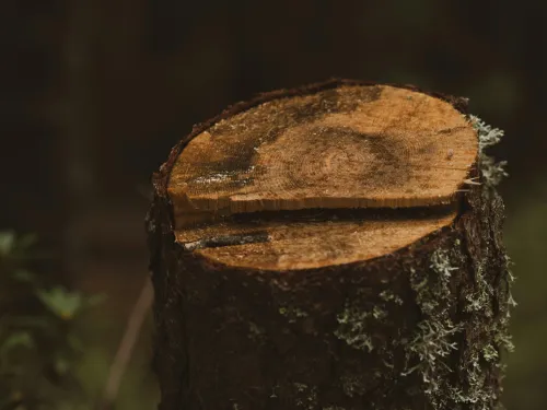 Osceola Stump Grinding