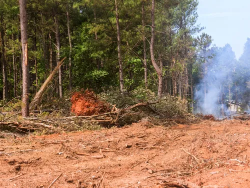 Seminole Land Clearing
