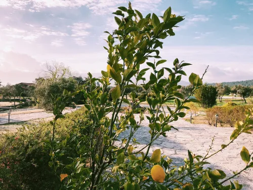 Sanford Stump Grinding