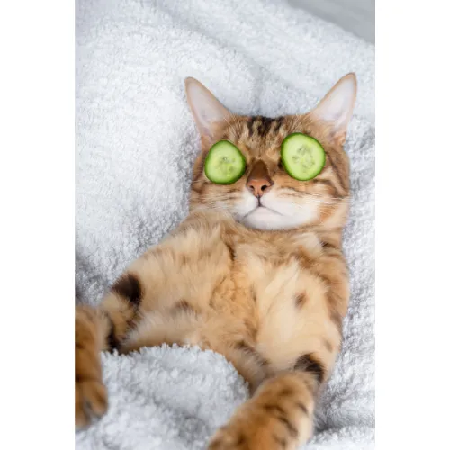 Relaxed tabby cat lying on a white towel with cucumber slices over its eyes, as if getting a spa treatment