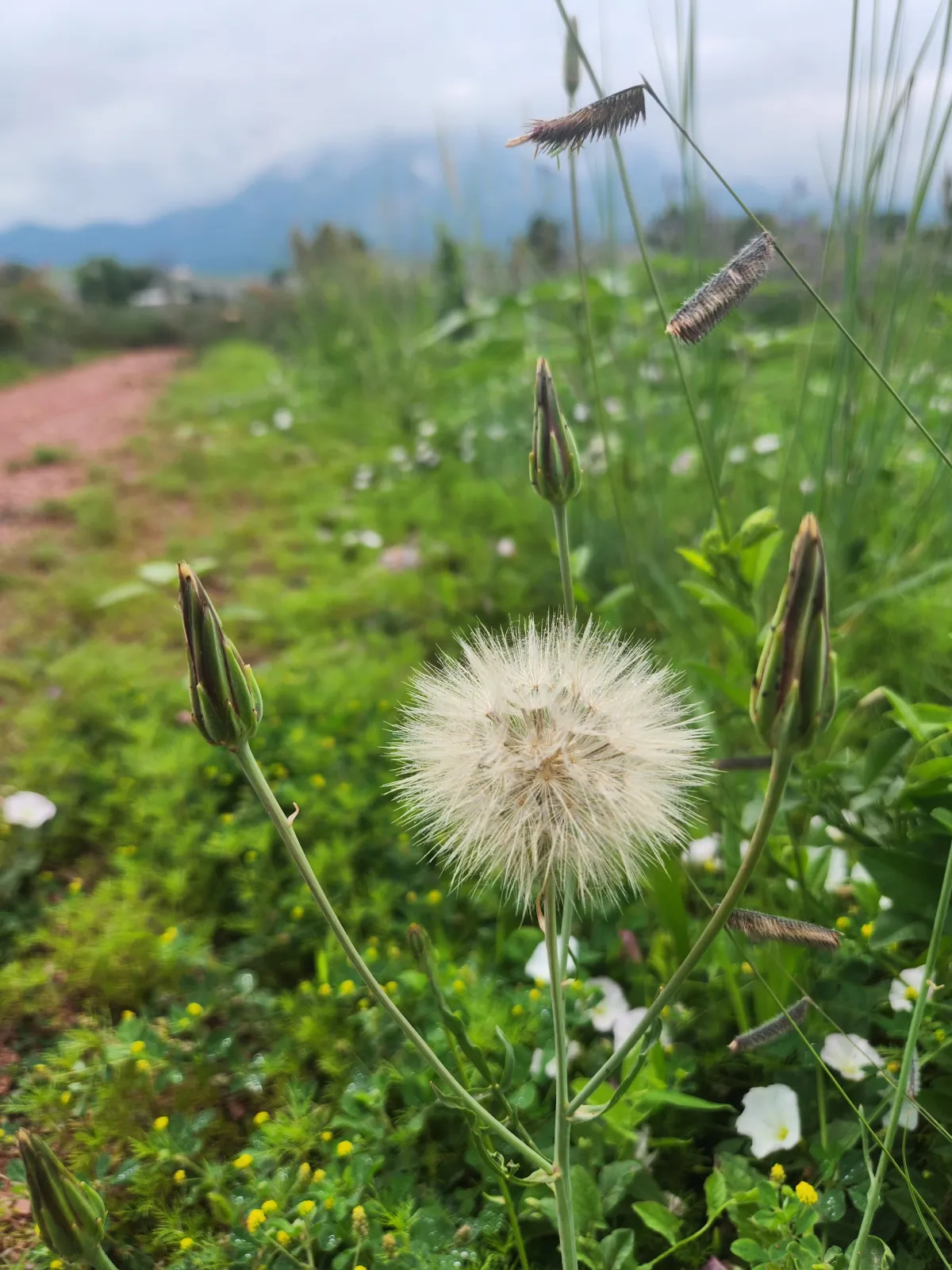 A close-up of a dandelion puff in a wild, green field, with blurred wildflowers and grasses surrounding it. The background shows a red dirt path and distant mountains under a soft, cloudy sky.
