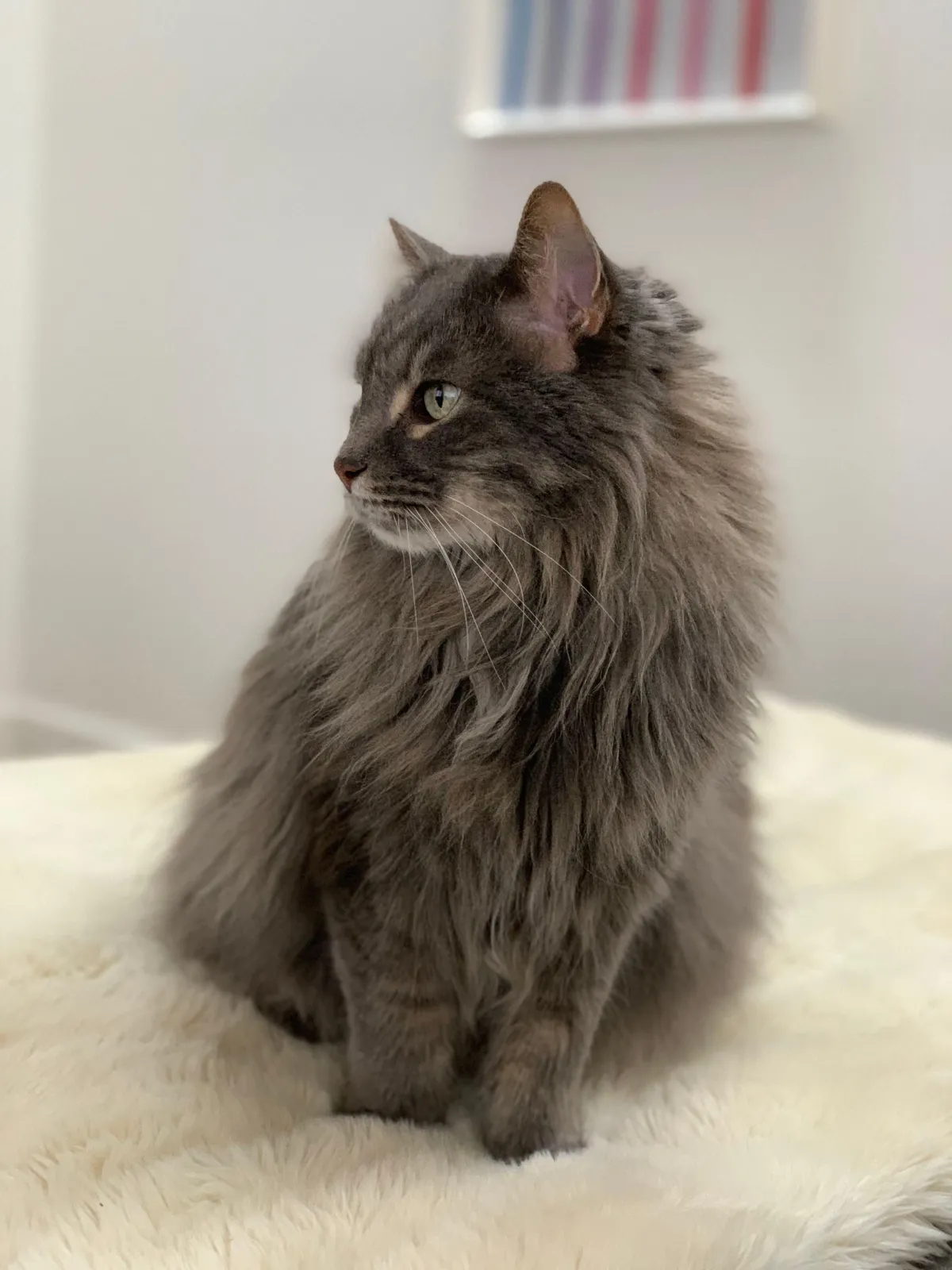 Handsome long-haired grey tabby looking off to the side