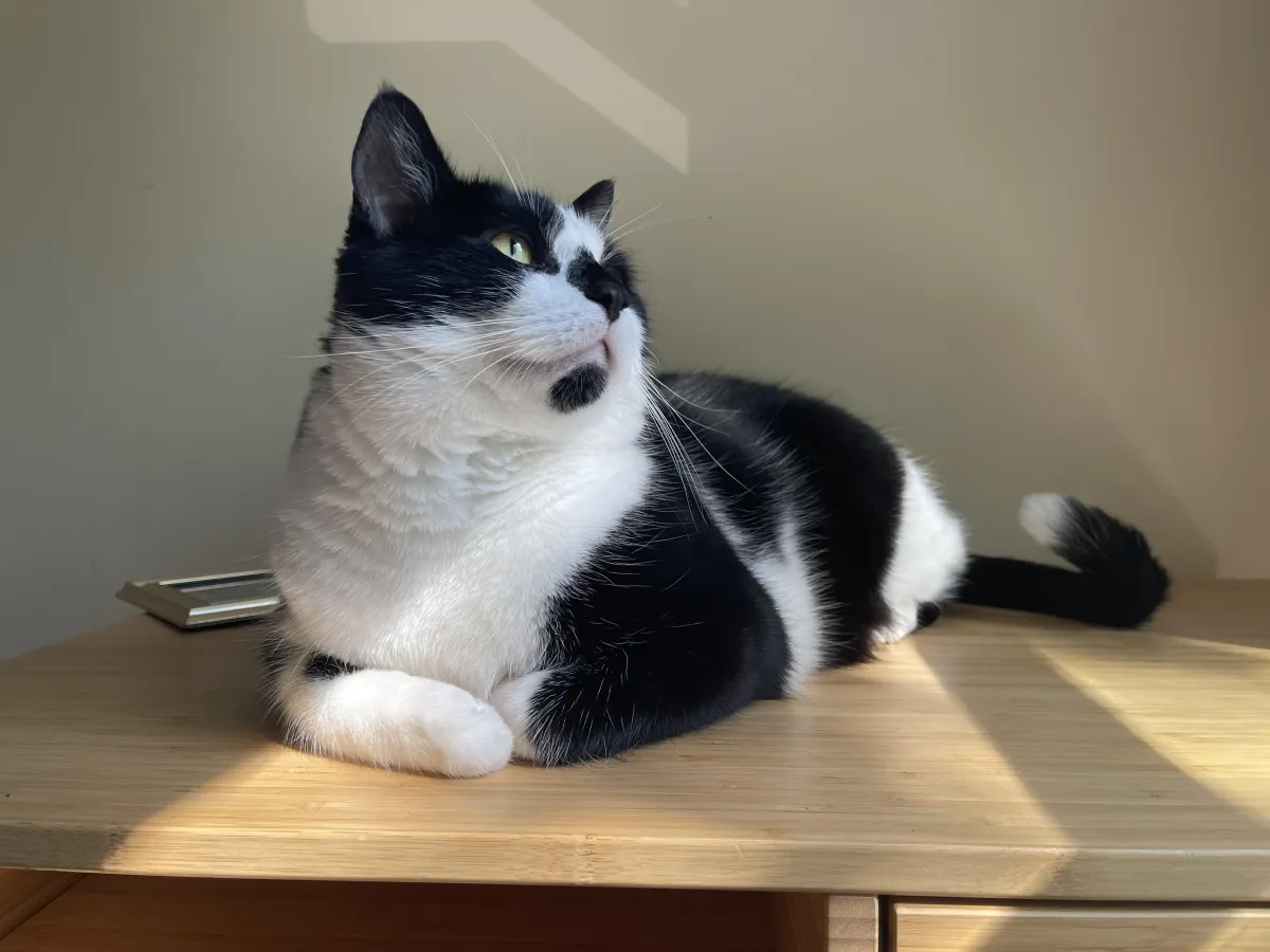 a black and white cat in a relaxed position looking tup and to the side