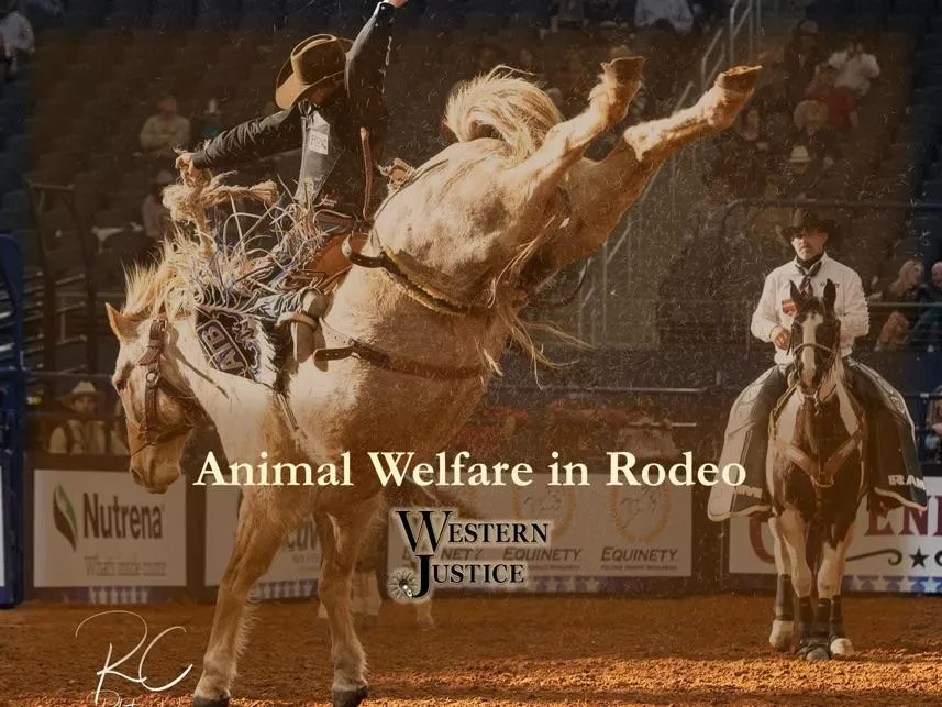 Animal Welfare in Rodeo