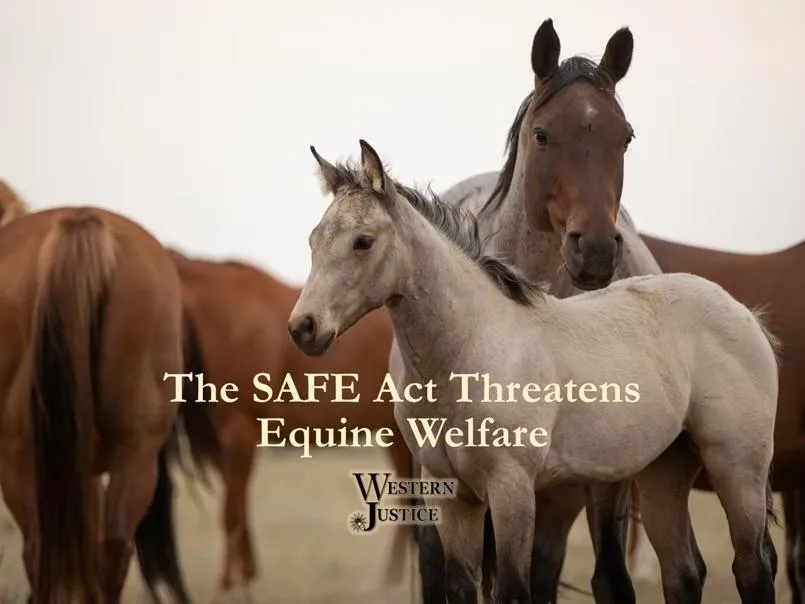 SAFE Act Threatens Equine Welfare