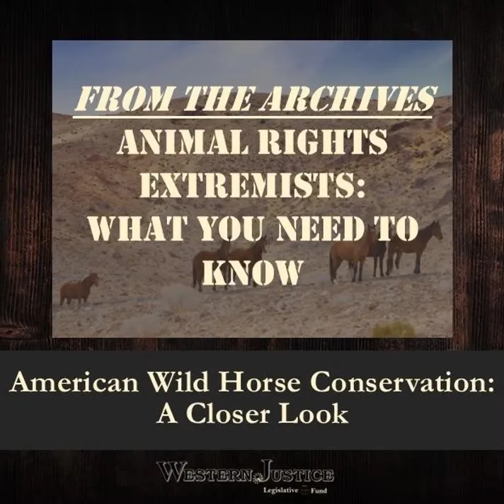 American Wild Horse Conservation: A Closer Look