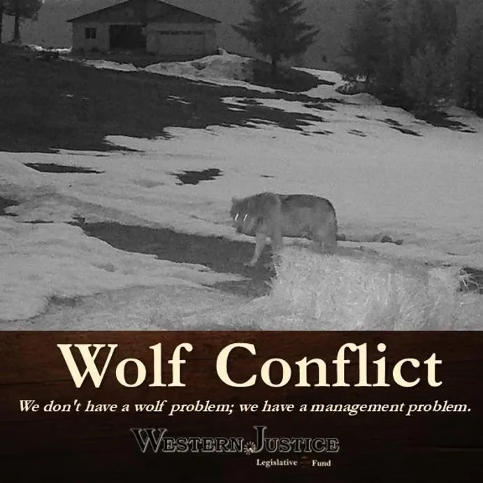 Wolf Conflict: It's A Management Problem