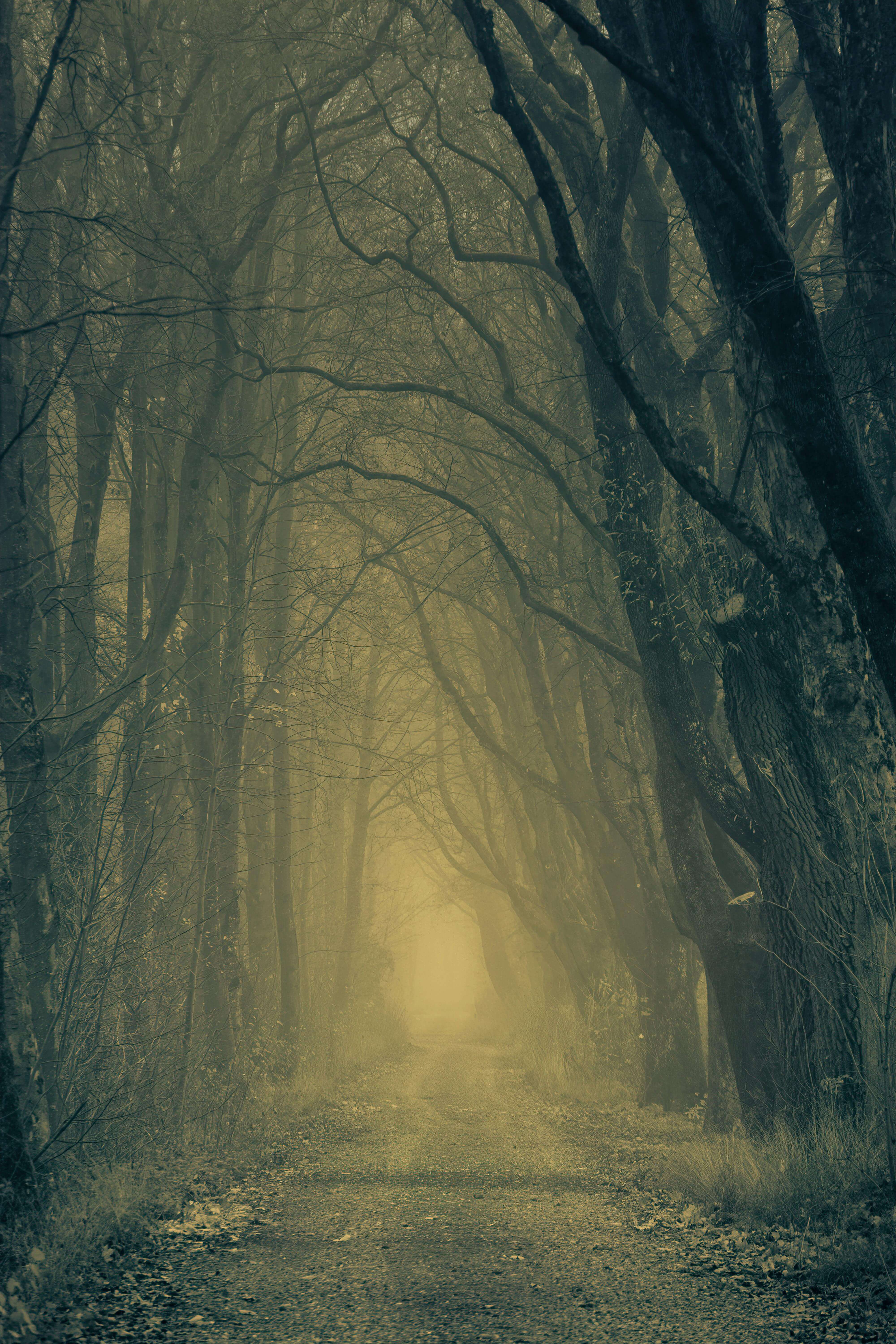 Foggy Pathway Through Forest