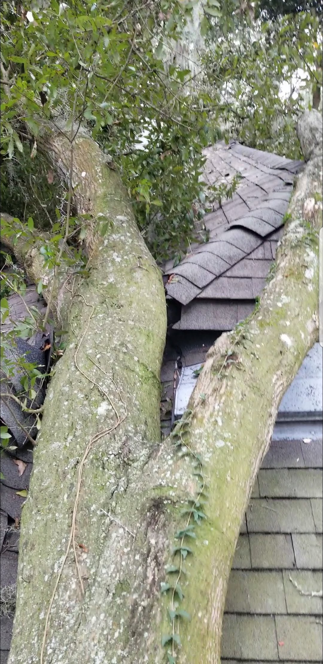 A tree that fell onto a home after a Hurricane