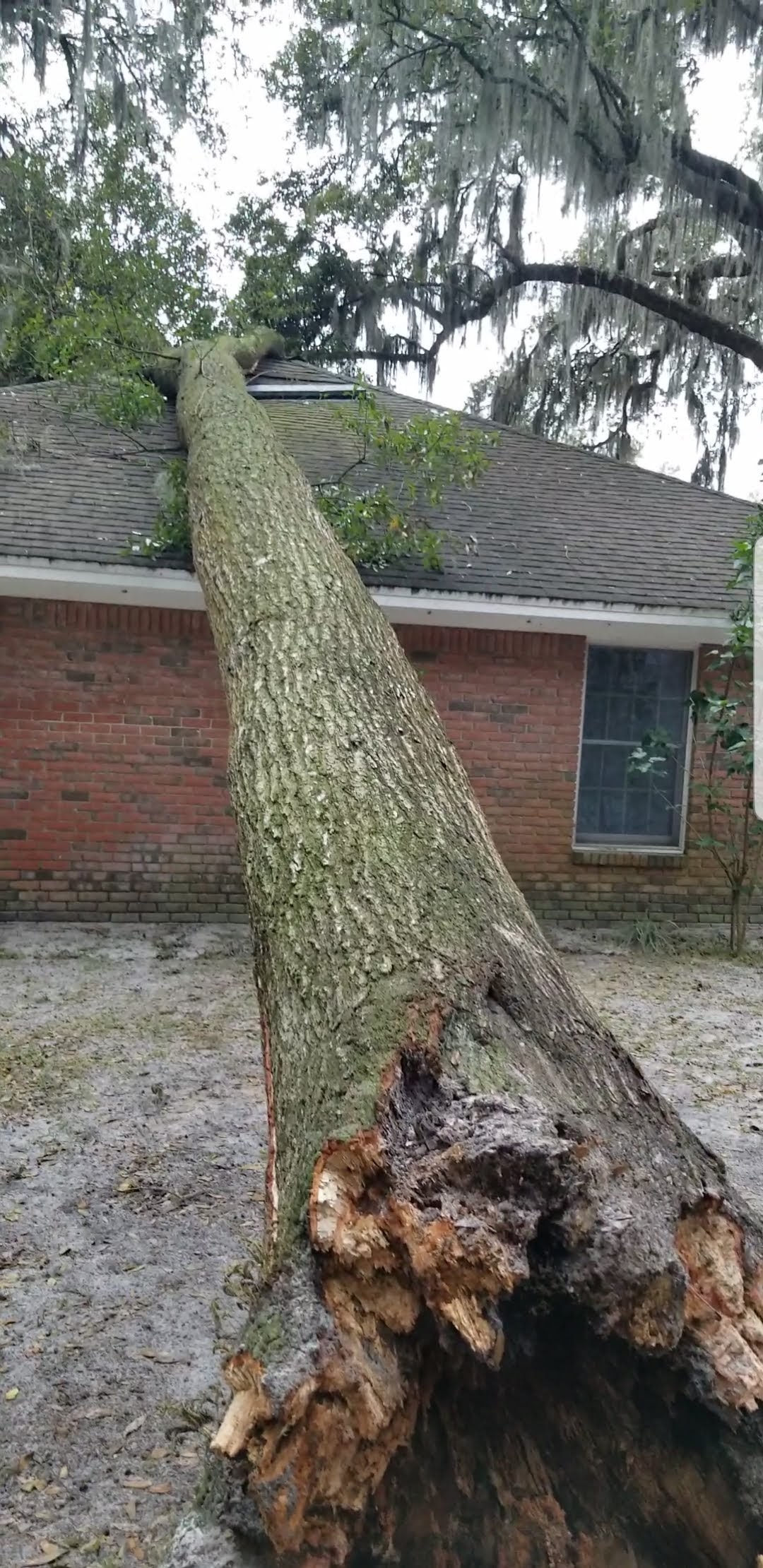 tree on a house