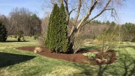 Tree and shrub maintenance on a residential property in Southampton, Massachusetts