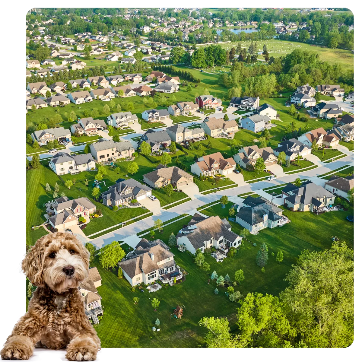 Residential area with dog popping out of image