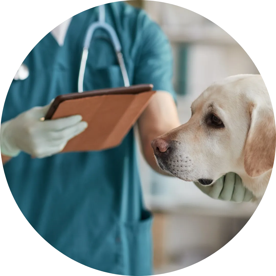 image of vet examining a dog