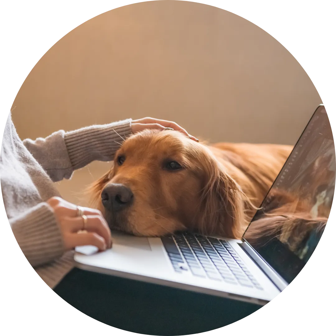 dog layng its head on dog owners lap