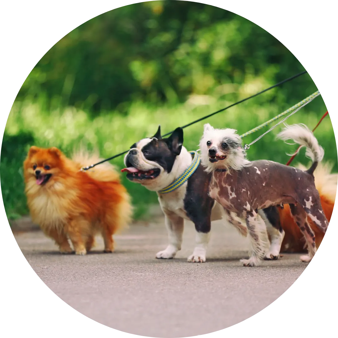 image of three small dogs being walked