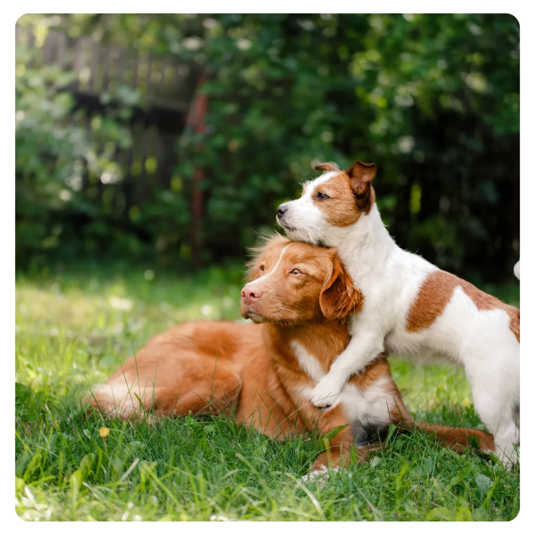 two dogs cuddling on grass