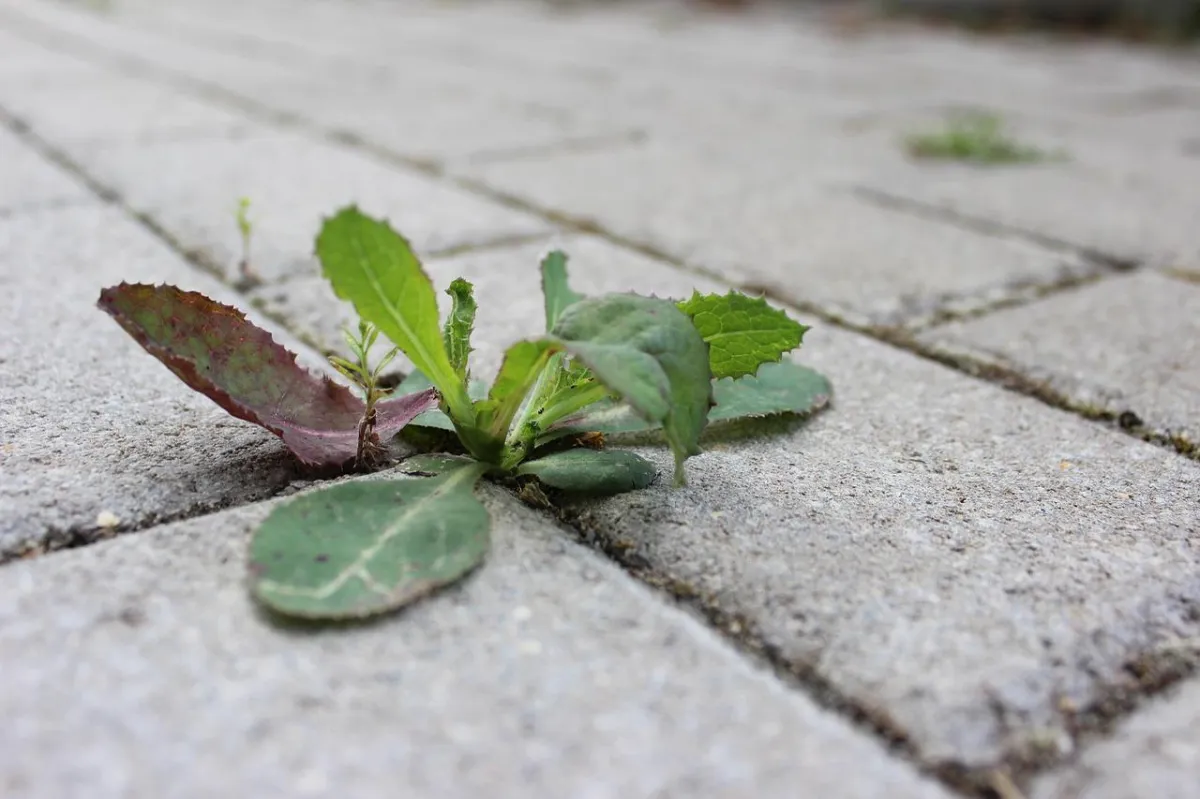 Professional lawn care technician applying weed control treatment for crabgrass, dandelions, and broadleaf weeds, weed elimination