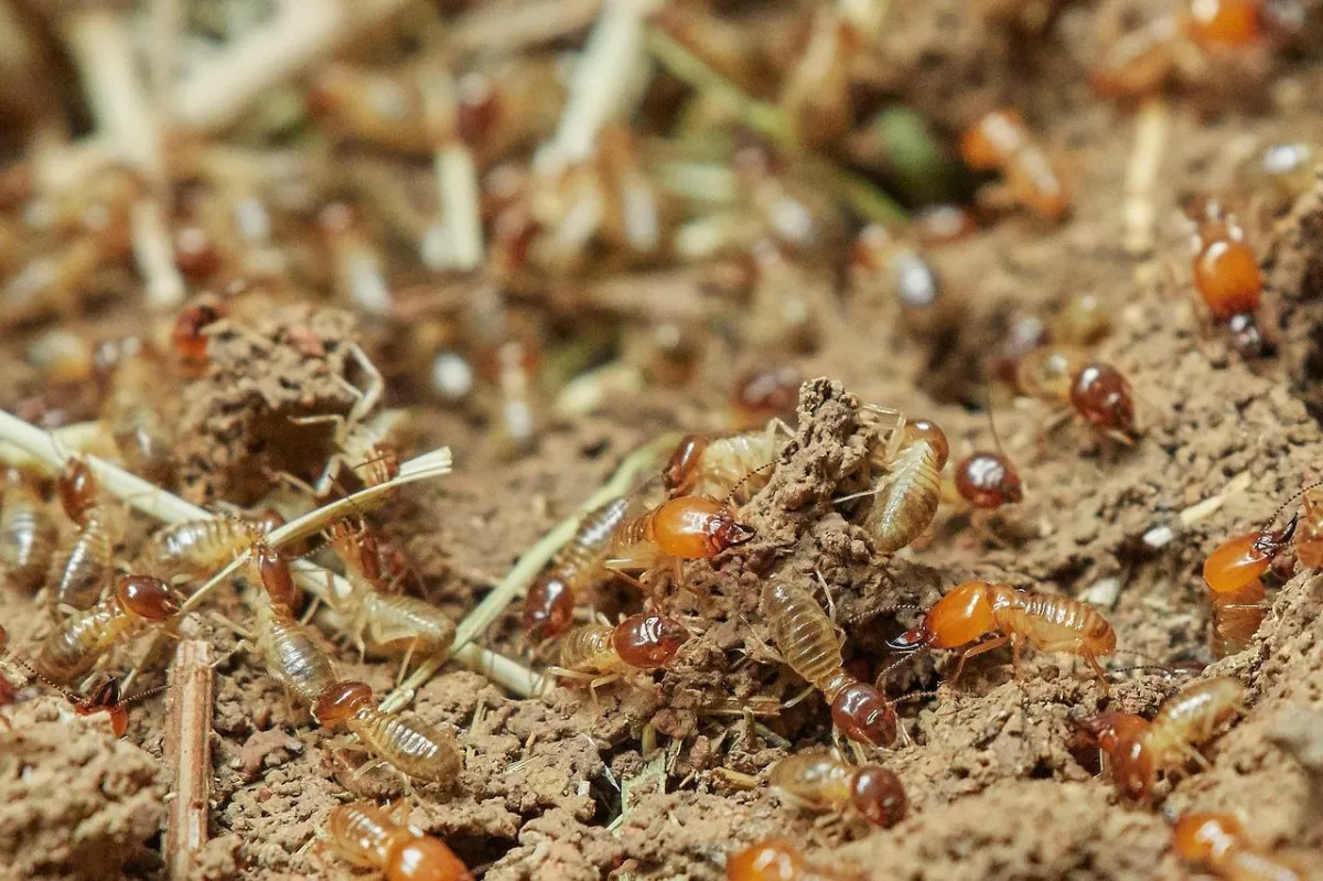 Termite inspection specialist using detection technology for subterranean and drywood termite treatment, Pretoria