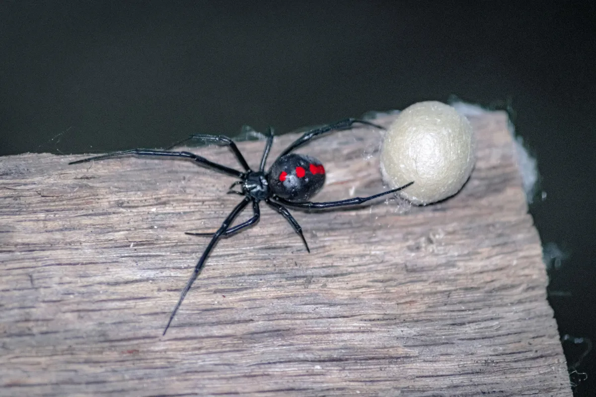 Spider control treatment for black widow, brown recluse, and house spiders with web removal service, South Arica