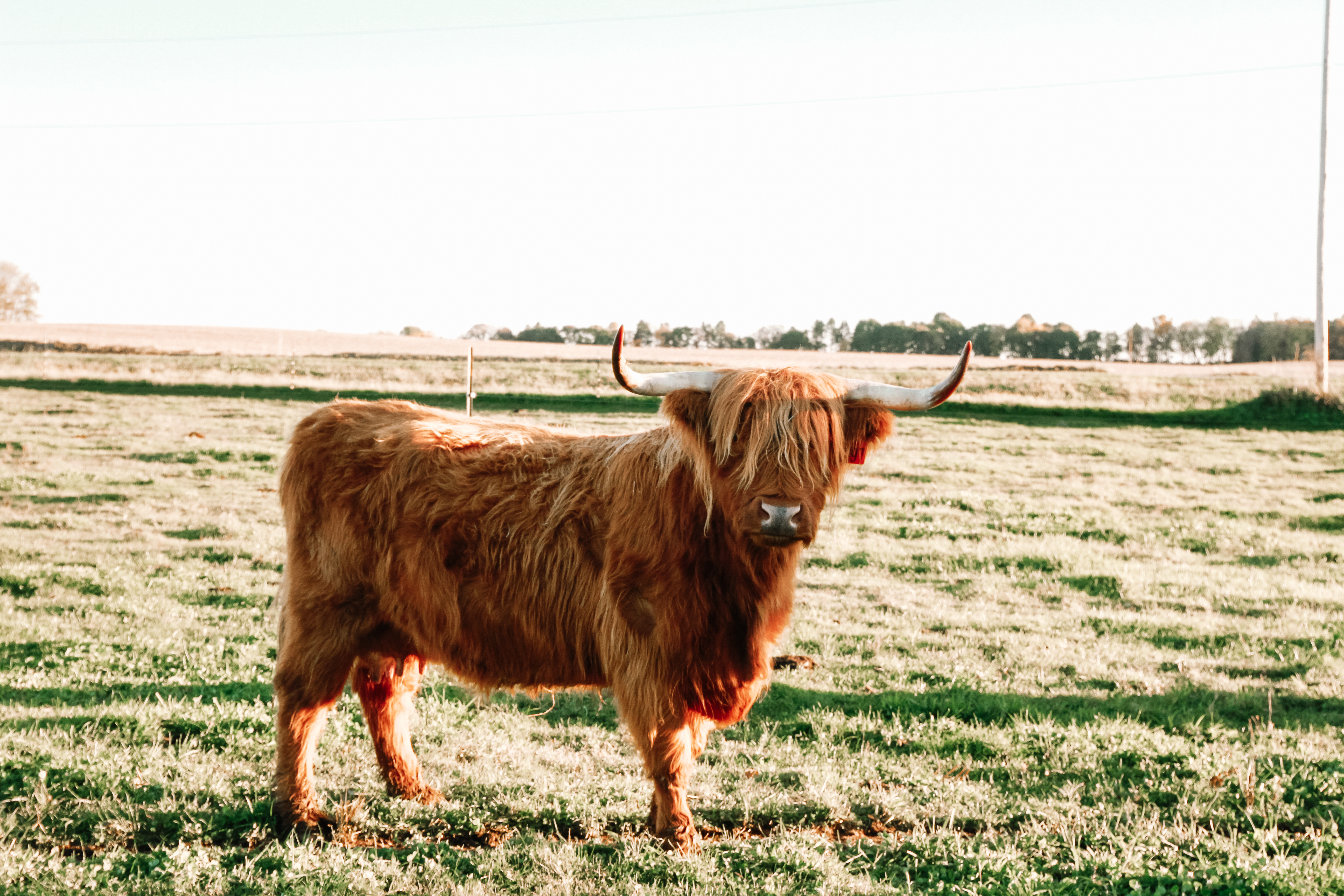 herd of horses on green grass field during daytime