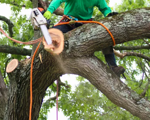 Stanley Tree Removal