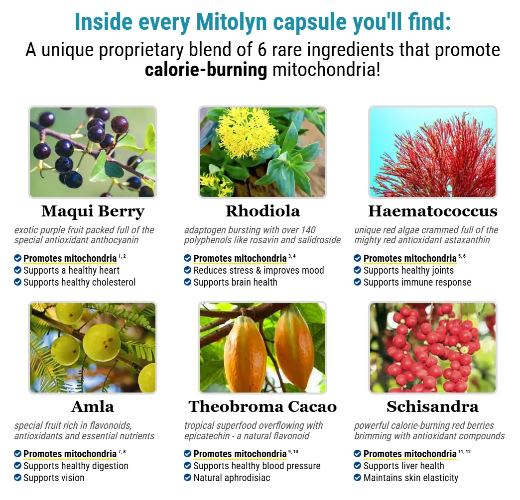 mitolyn Ingredients