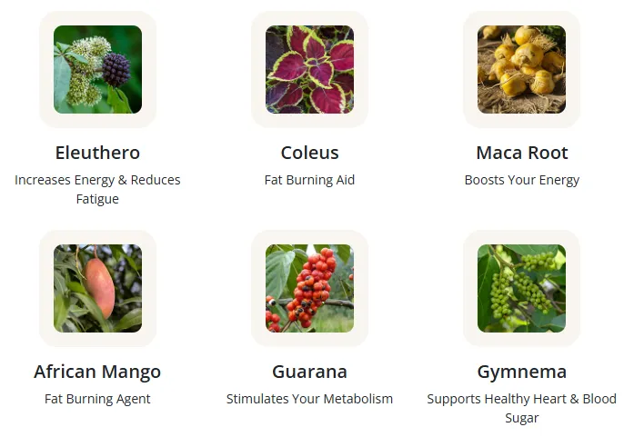 GlucoTonic Ingredients