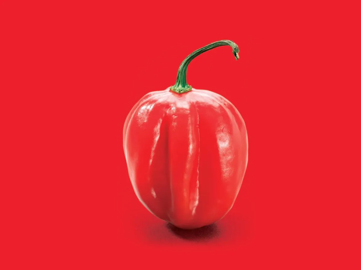 Ugandan hot peppers – vibrant African bird’s eye chilli and Scotch bonnet varieties, export-certified and shipped fresh for spice importers and distributors.