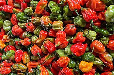 Close-up of freshly harvested Ugandan hot peppers — glossy red, green and bright orange, hand-selected for international airfreight export to Europe, UK, and Gulf wholesale produce markets.