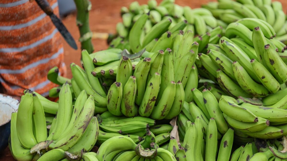 Freshly harvested green matoke banana bunches piled on red Ugandan soil, hand-cut and sorted before grading for airfreight export