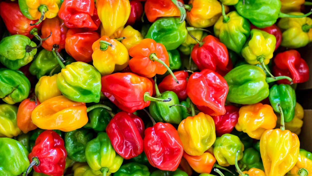 Freshly harvested red, orange, yellow and green Scotch bonnet hot peppers packed closely together, ready for grading and export
