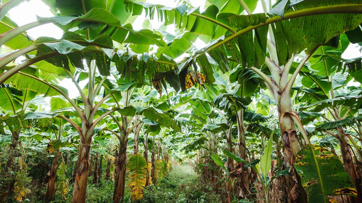 Looking down a long row inside a lush Ugandan banana grove, healthy green plants stretching into the distance