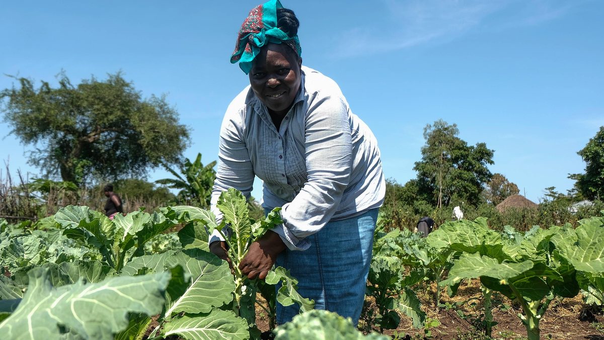 A smiling East African smallholder farmer harvesting fresh leafy greens by hand under a clear sky on a productive farm