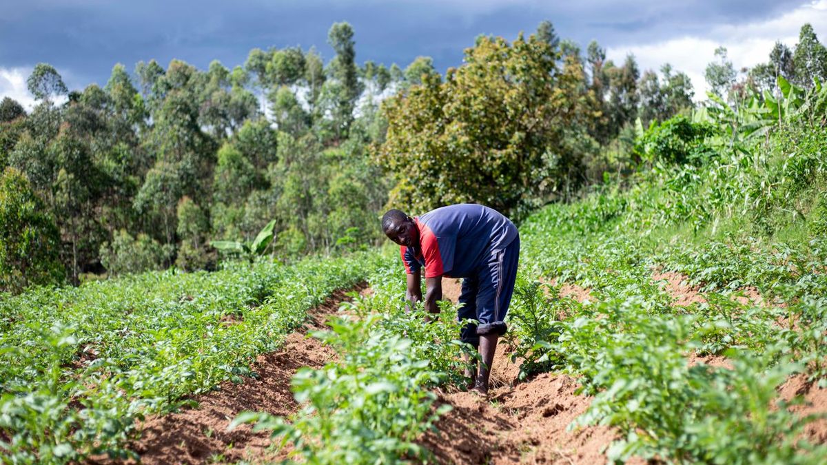 A worker inspects rows of growing produce on a Ugandan farm — the pre-export field checks that support phytosanitary certification.