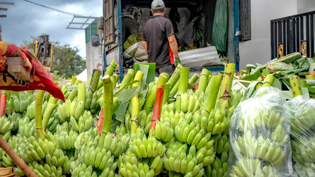 Green cooking bananas, matoke, stacked and bagged at the roadside as a worker loads them into a truck for transport toward the cold chain