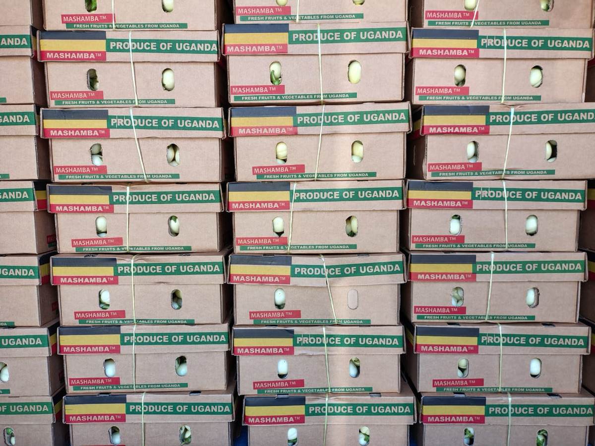 Stacked Mashamba export cartons of fresh white African eggplant, marked Produce of Uganda, strapped and ready for airfreight from Entebbe.