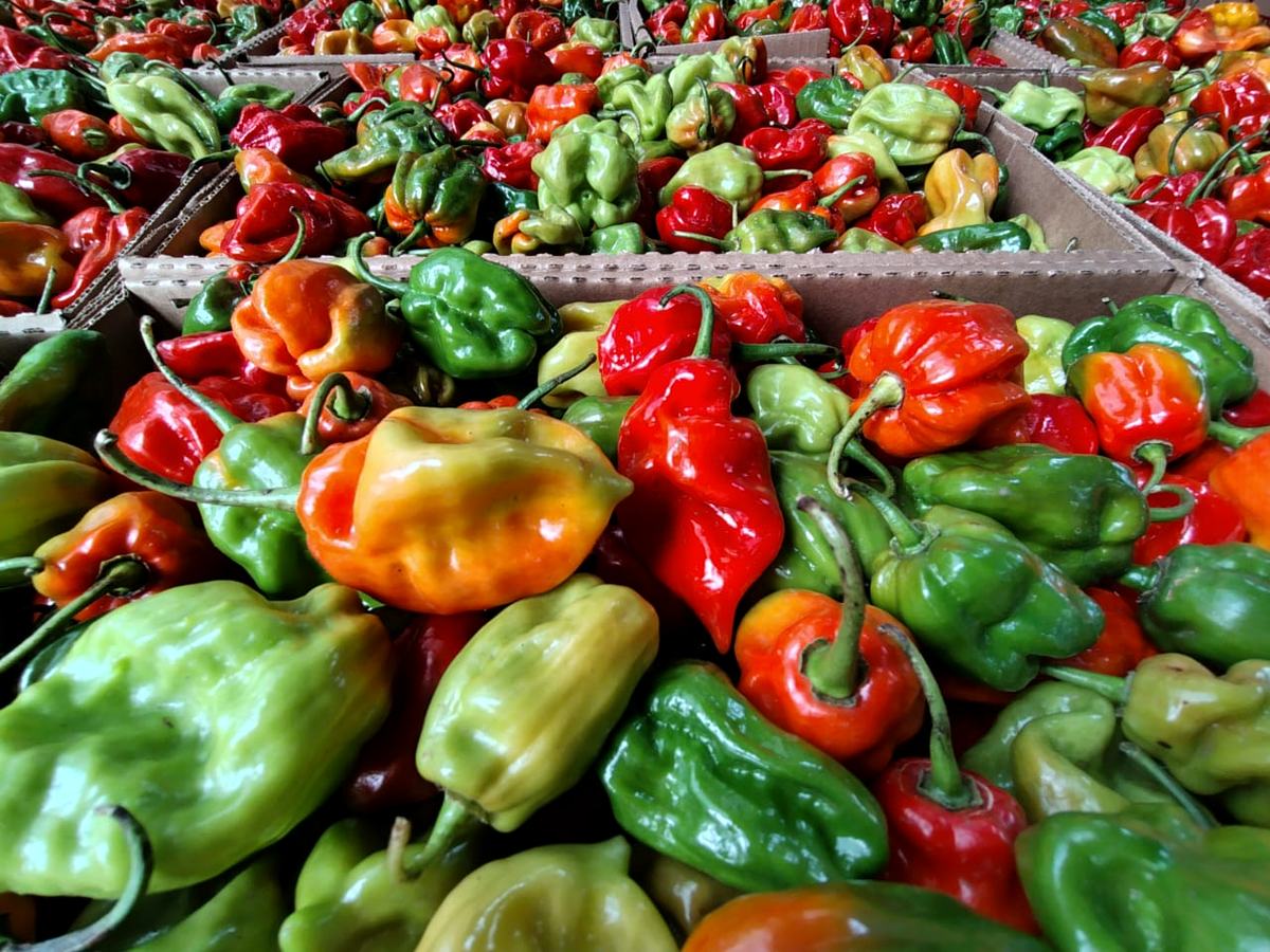 Freshly graded Scotch bonnet hot peppers heaped in vented export cartons at Mashamba's Kampala packhouse before airfreight to Germany