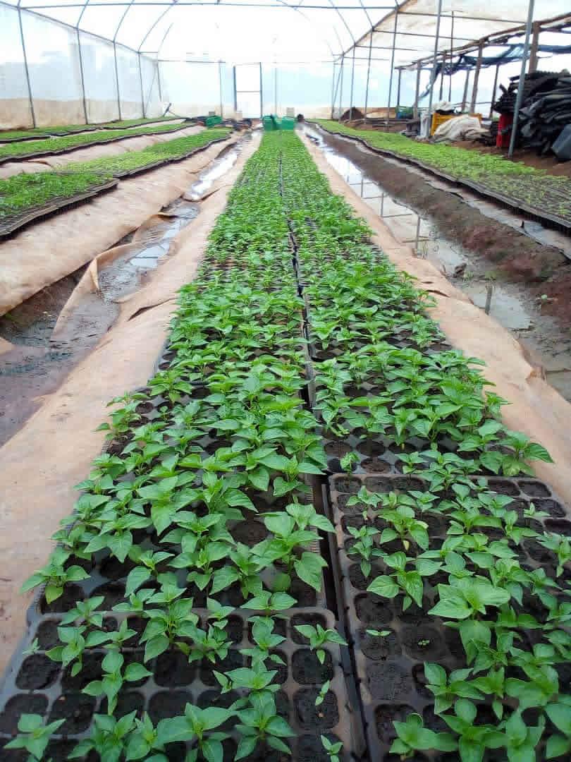 Mashamba Uganda greenhouse vegetable seedlings in a controlled environment, prepared for high-quality export production.
