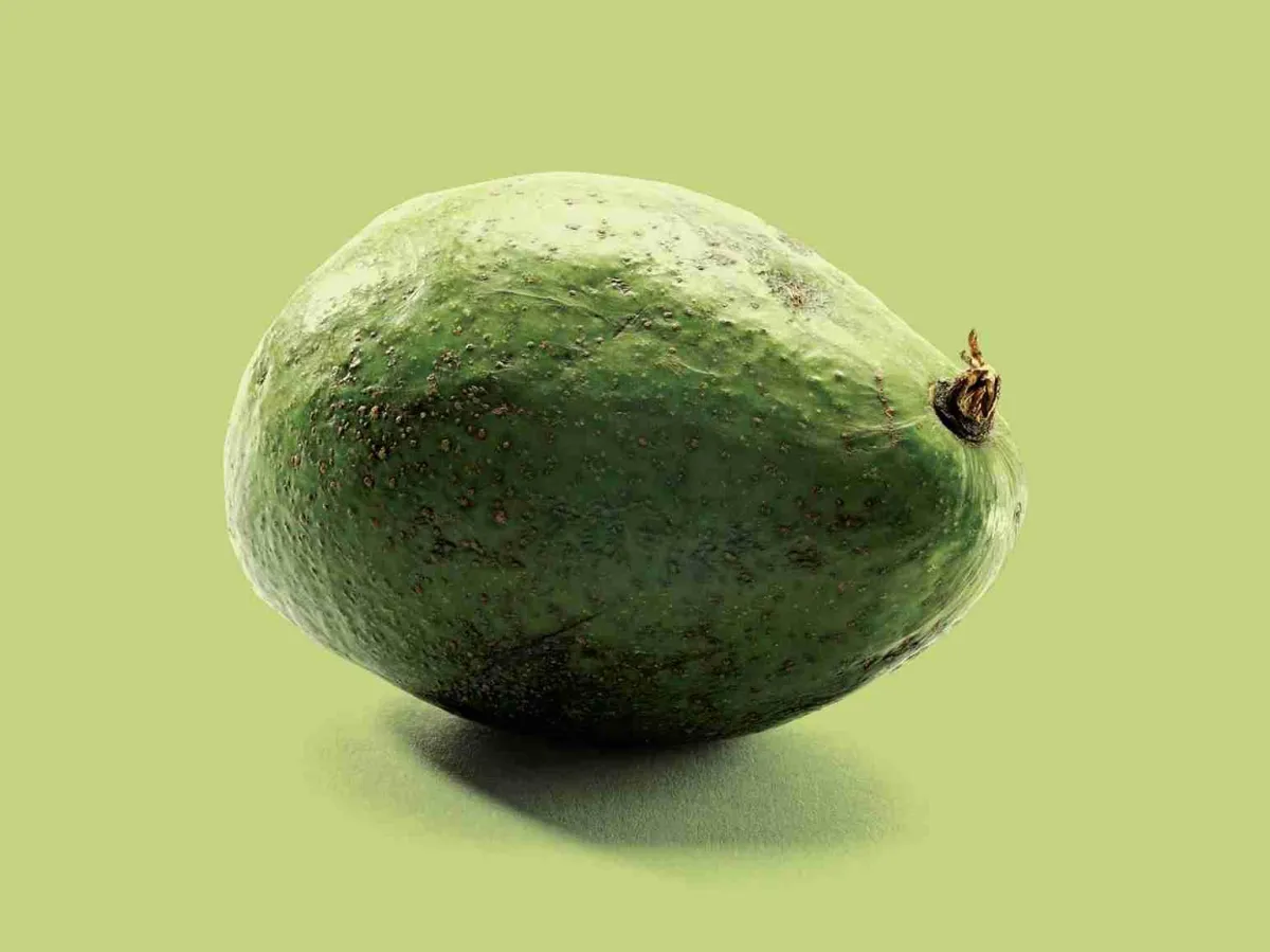 Ugandan avocados – creamy, nutrient-rich, export-certified fruit, air-freighted fresh for wholesale buyers and distributors in UK, EU, and Gulf.
