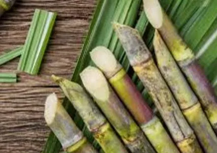 Illustration of fresh-cut sugar cane representing Mashamba Uganda’s tailored export services for sugar cane and mixed produce loads, ready for international shipment.