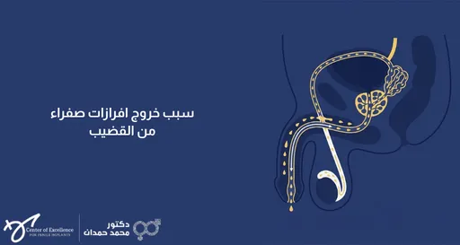 سبب خروج إفرازات صفراء من القضيب، رسم توضيحي للجهاز التناسلي الذكري يوضح مسار الإفرازات، شرح دكتور محمد صمدات.