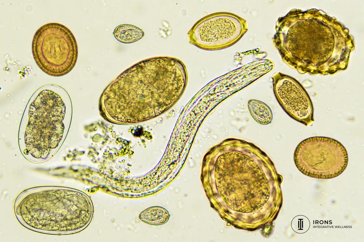 Microscopic view of parasites in the human gut