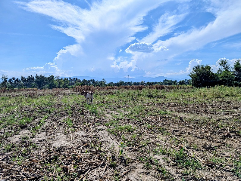 Residential lot for sale in Nueva Vizcaya